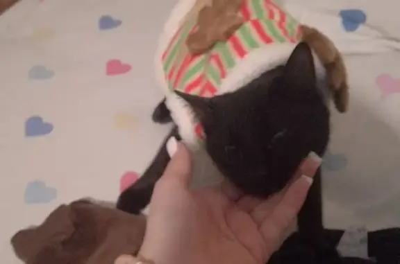 Пропала кошка, пр. Мира 15 к2, Вел. Новгород