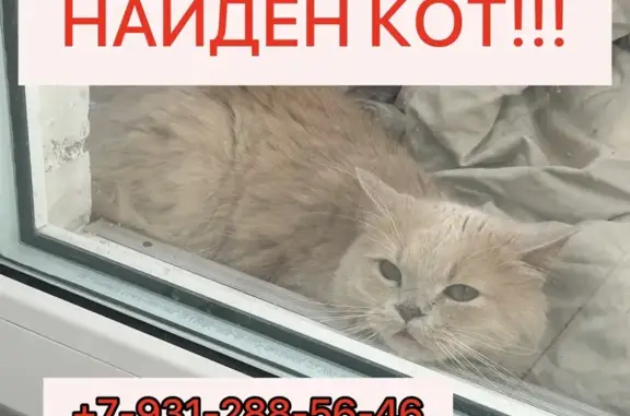 Найдена кошка, Петергоф, фото: Кошка найдена: СПб проспект, 50, Петергоф