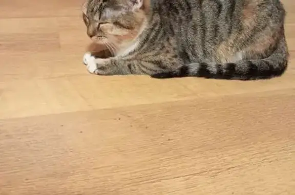 Красивая кошка найдена, ул. Черных, 18