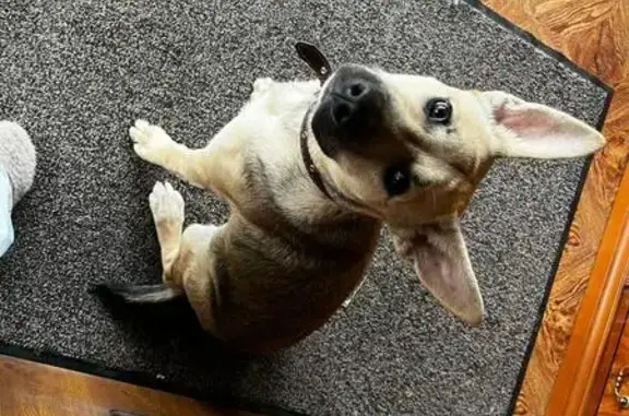 Собака найдена: 26, Большое Тёсово