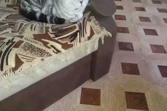 Кошки потеряшки, Кострома, фото: Потеряшка кошка, Земляная ул., 47, Кострома