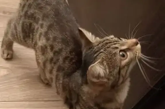 Найдена кошка, Севастополь, фото: Кошка найдена: Казачинское шоссе, Севастополь