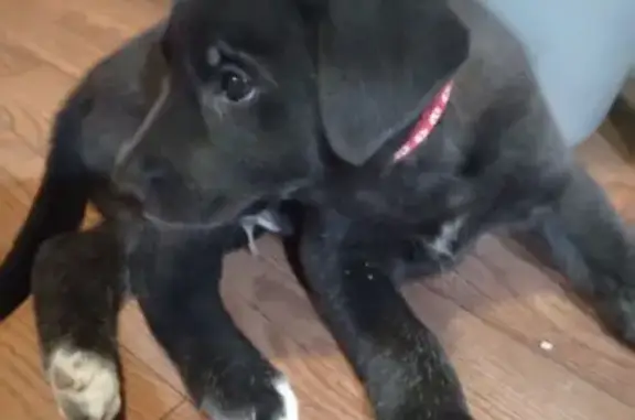 Найдена собака, ул. Чурюмова, Волгоград