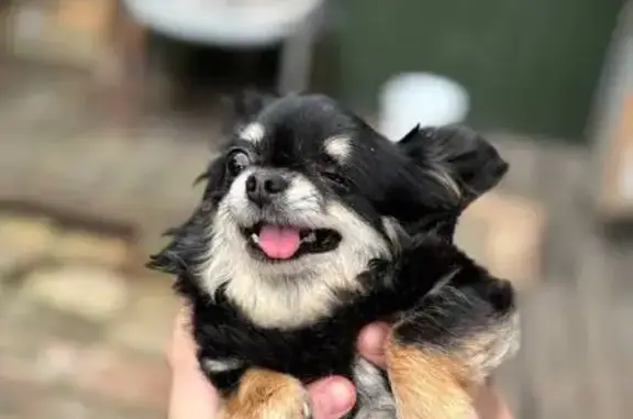 Пропала собака, Станочная ул., 18