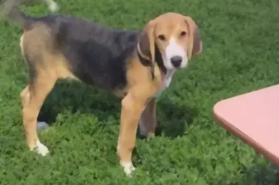 Собаки потеряшки, , фото: Потеряшка собака, Липецк, Ботаническая ул.