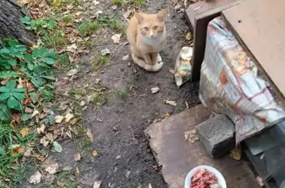 Кошка найдена: ул. Нижняя Дебря, Кострома