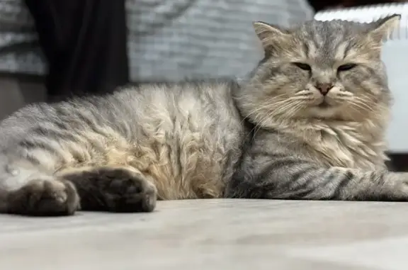 Кошки потеряшки, Зеленодольск, фото: Потеряшка кошка, ул. Туктарова, 1, Зеленодольск