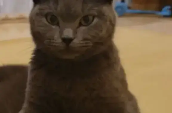 Кошки потеряшки, Чита, фото: Потеряшка кошка, ул. Балябина, 46, Чита