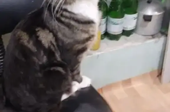 Кошки потеряшки, Мончегорск, фото: Потеряшка кошка, Комсомольская наб., 52/9