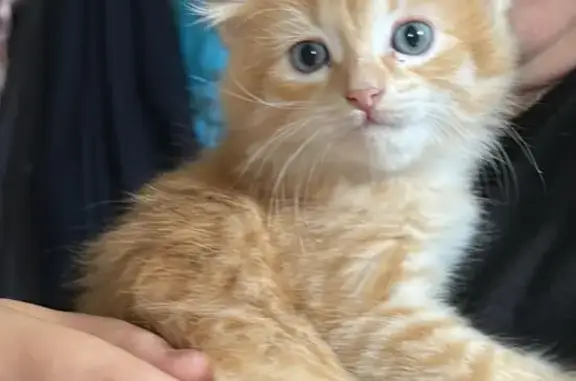 Кошки потеряшки, , фото: Потеряшка кот Рыжик, Мелеуз, Башкортостан