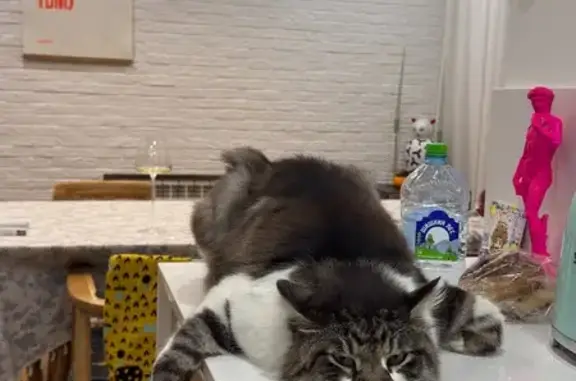 Кошки потеряшки, Казань, фото: Потеряшка кошка, ул. Волкова, 19, Казань