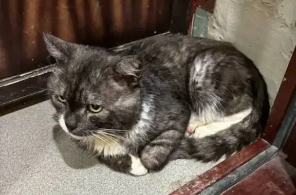 Объявления о пропавших и найденных животных, Асбест, фото: Кот найден: Советская ул, 17, Асбест