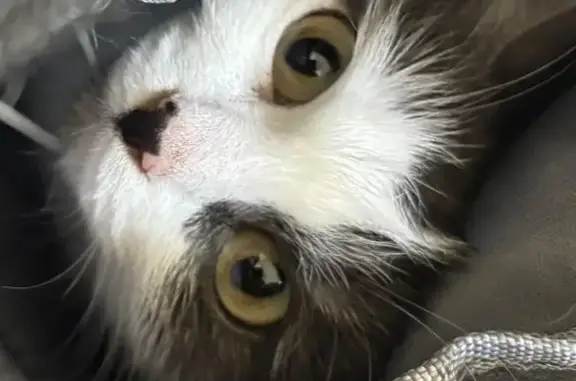 Кошки потеряшки, Пермь, фото: Потеряшка кошка, ул. Танкистов, 35, Пермь