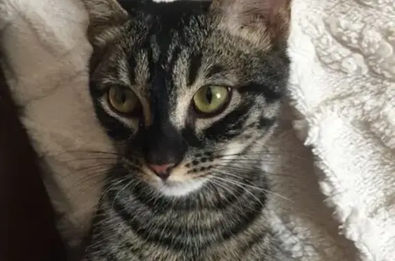 Объявления о пропавших и найденных животных, Соликамск, фото: Кошка найдена: ул. Кузнецова, 6, Соликамск