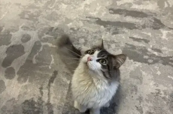 Найдена кошка, Тюмень, фото: Кошка найдена: Пермякова, 2А, Тюмень