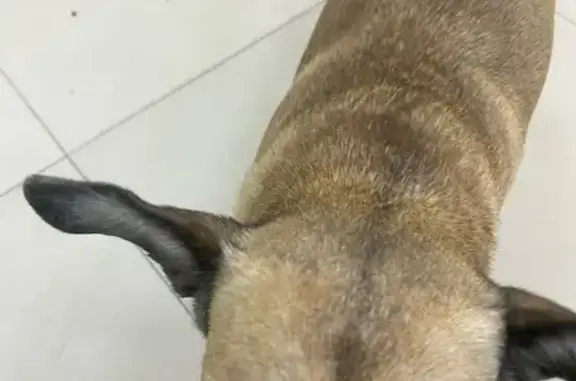 Найдена собака, Благовещенск, фото: Найдена собака, Игнатьевское шоссе, 13