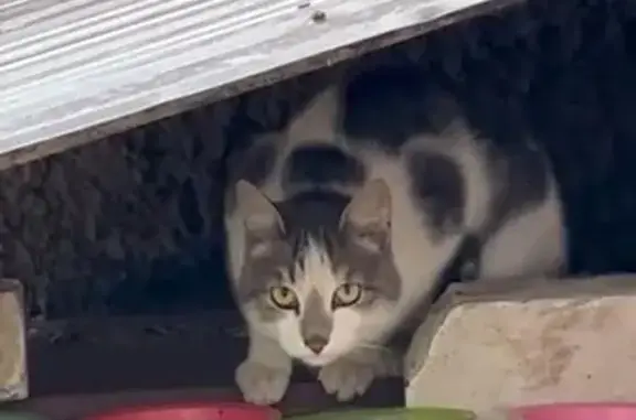 Кошка найдена на ул. Яна Крастыня, Йошкар-Ола