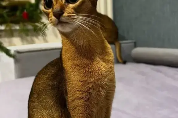 Кошки потеряшки, Томск, фото: Потеряшка кошка, Крячкова 21, Томск