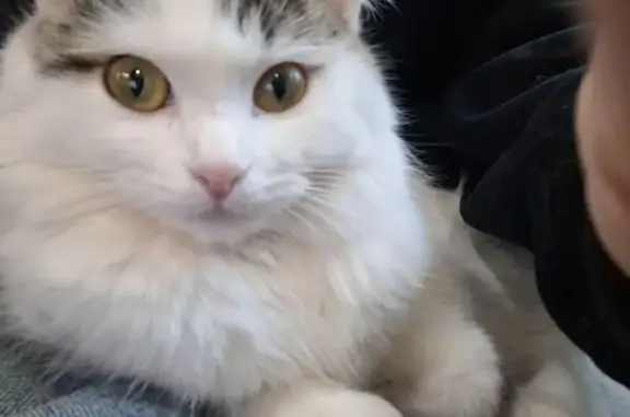 Пропала кошка, ул. П. Гончарова, Волгоград