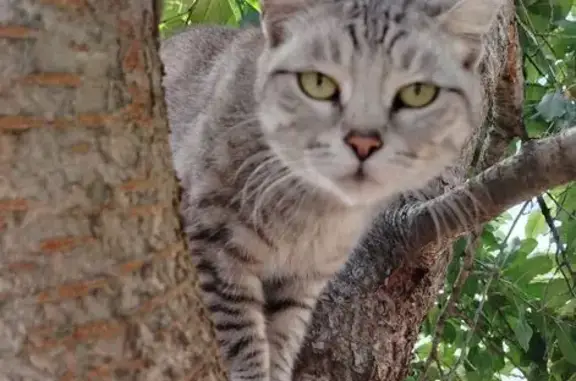 Найдена кошка, Волгоград, фото: Кошка найдена, Рионская 22, Волгоград