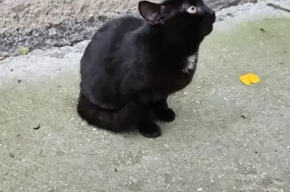 Найдена кошка, Новосибирск, фото: Черный котик у подъезда, Забалуева 54