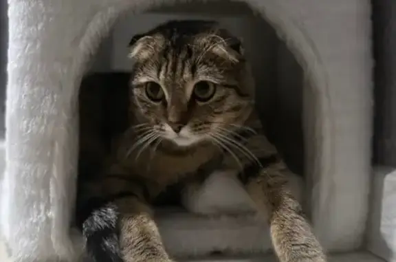 Кошки потеряшки, Махачкала, фото: Потеряшка кот, пр. Петра I, 29Б, Махачкала