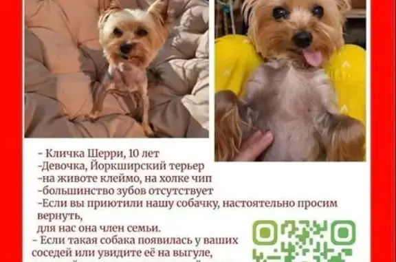 Собаки потеряшки, Челябинская область, фото: Потеряшка собака в Алишево, Челябинская обл.