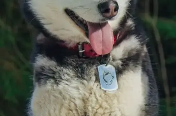 Пропала собака, пр. Дружбы 5, Каменное