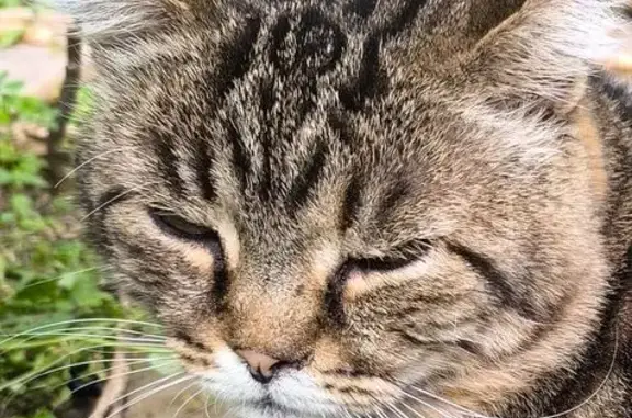 Кошки потеряшки, Курган, фото: Потеряшка крупная кошка, ул. Баумана, Курган