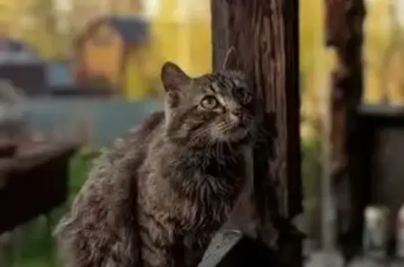 Кошки потеряшки, Кемеровская область, фото: Потеряшка кошка Семён, Кемерово