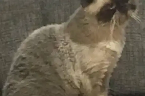 Кошки потеряшки, Челябинск, фото: Потеряшка кошка, ул. Тимирязева, Челябинск