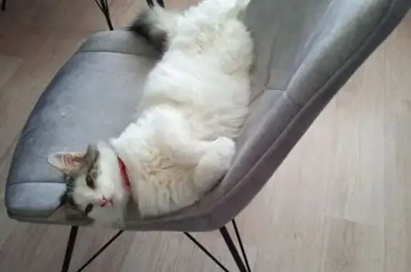 Кошки потеряшки, Краснодарский край, фото: Потеряшка кошка, Афипский, Краснодарский край