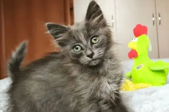 Найдена кошка, Иглино, фото: Найдена кошка, ул. 8 Марта, Иглино