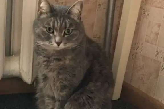 Кошки потеряшки, Кемеровская область, фото: Потеряшка кошка в СНТ БЕРЕЗКА, Кемерово