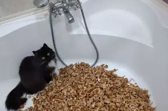 Пропала кошка в СНТ 