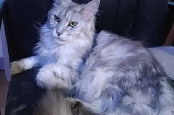 Кошки потеряшки, Томская область, фото: Потеряшка кошка в с. Яр, Томская область