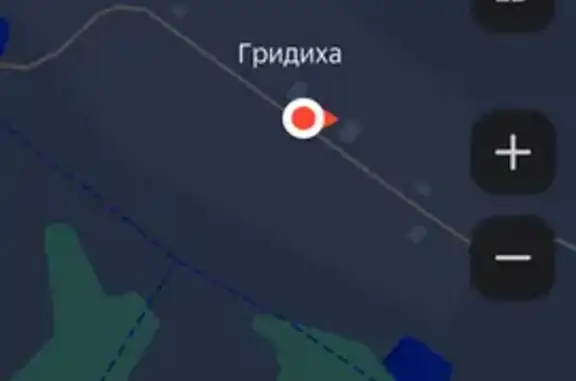 Кошки найдены в Каминском, Ивановская обл.