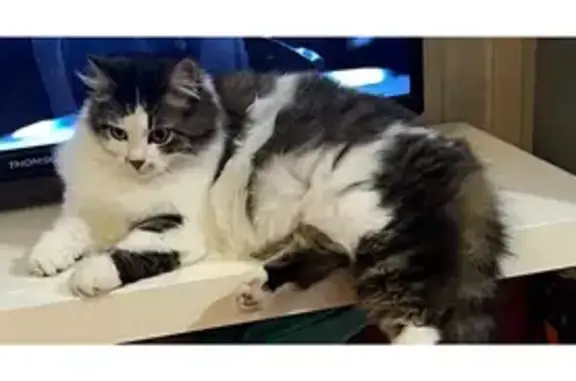 Кошки потеряшки, Новороссийск, фото: Потеряшка кошка, ул. Фурманова 11, Новороссийск