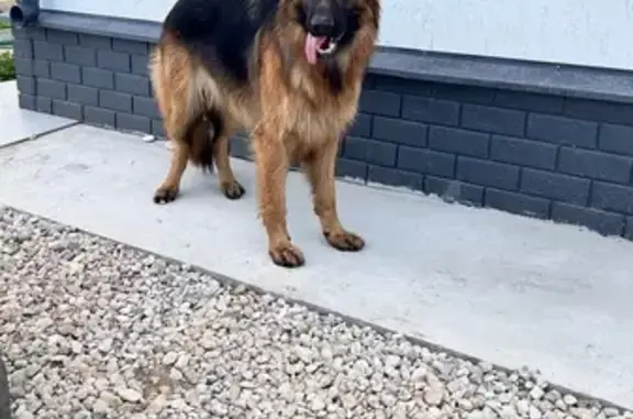 Найдена собака, Родина, фото: Собака найдена: Молодёжный пер., Родина