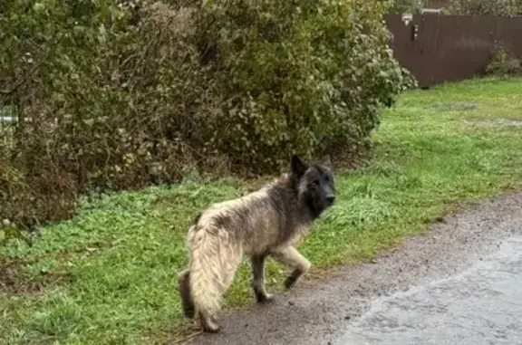 Найдена собака, Тамбовская область, фото: Найдена собака, Лысые Горы, Тамбовщина