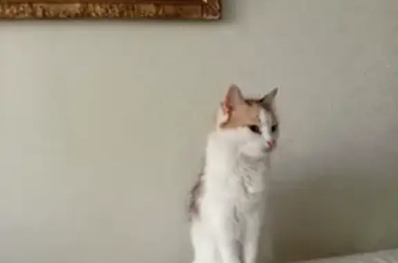 Кошки потеряшки, Санкт-Петербург, фото: Потеряшка кошка на пр. Народного Ополчения, 15