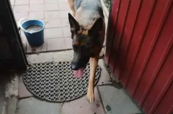 Найдена собака, Тамбов, фото: Овчарка найдена на бульваре Энтузиастов