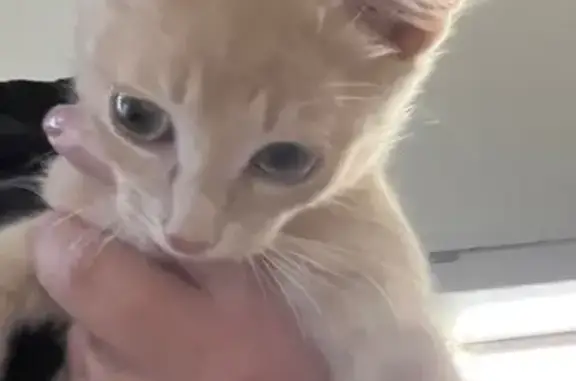 Найдена кошка, Киров, фото: Кошка найдена, Гирсовский пер., 40, Киров