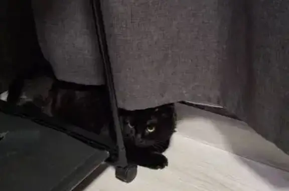 Найдена кошка, Зелёный проезд 45 к1, Тверь