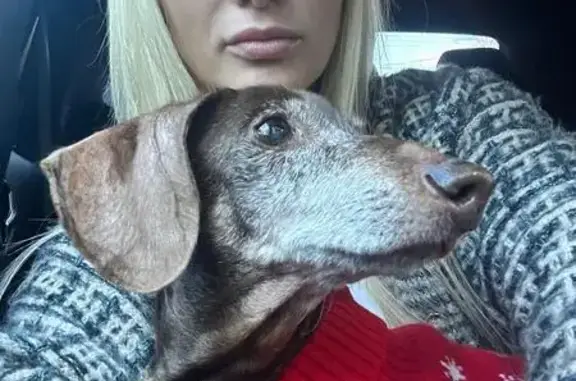 Найдена собака, Санкт-Петербург, фото: Такса найдена, Дачный пр., СПб