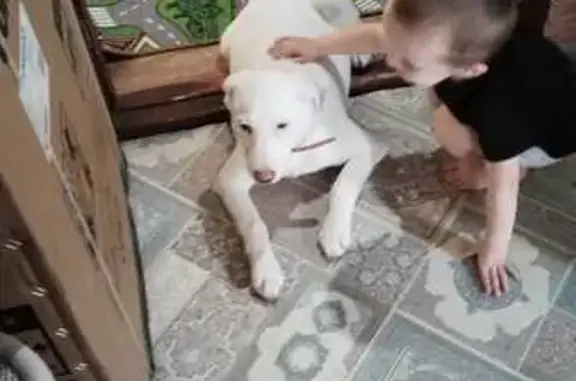 Пропала собака, Кострома, обл.