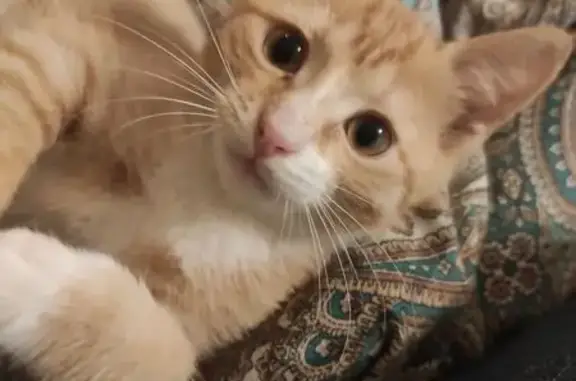 Кошки потеряшки, Москва, фото: Потеряшка котенок, Мартеновская 27, Москва