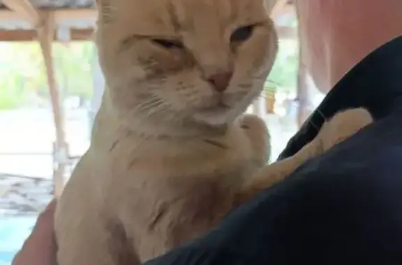 Кошки потеряшки, Волгоград, фото: Потеряшка кошка, Жирновская ул, 7, Волгоград