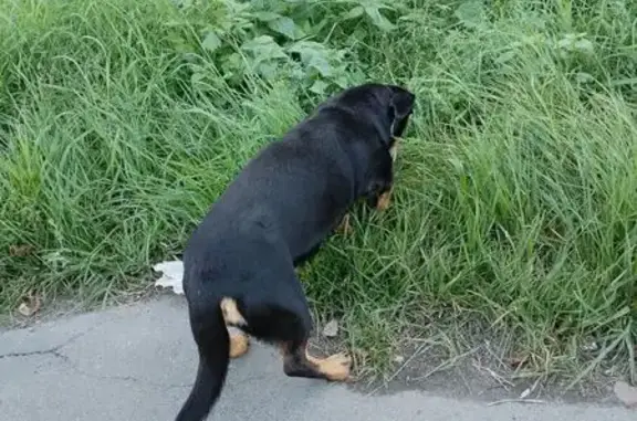 Найдена собака, Ромашкинское, фото: Собака найдена на 41К-262, пос. Озерный