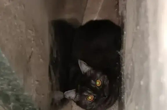 Пропала кошка, проспект Мира 5, Елабуга